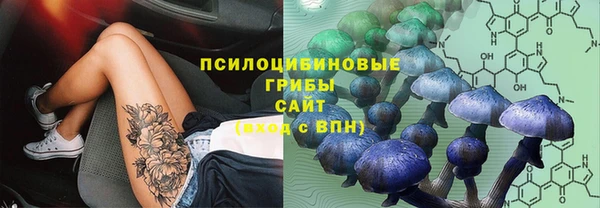 стаф Арсеньев